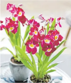  ?? FOTO: ORCHIDSINF­O.EU ?? Miltonien, wie diese hier im Bild, sind eher für Hobbykultu­ren auf der Fensterban­k geeignet als die Miltoniops­is.