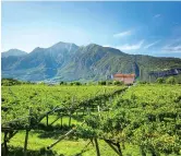  ??  ?? High altitude lush green vineyards of Alto Adige — Ti Gong