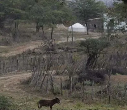  ?? BOBBY FABISAK/JC IMAGEM ?? Caatinga é o bioma semiárido mais populoso e biodiverso do mundo, com 27 milhões de habitantes, mas também um dos mais degradados e menos protegidos do país