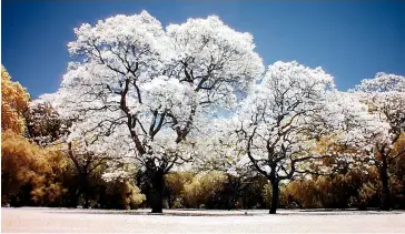  ??  ?? Many cameras, when fitted with an infrared filter, capture an image that can be postproces­sed to give a surreal false colour infrared effect.