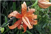  ?? NZ GARDENER ?? The stunning double tiger lily Lilium tigrinum ‘‘Splendens’’.