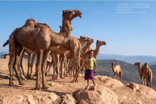  ?? ?? Camel Market. Enthusiast­ic boy at the camel market in Babile, near Harar in eastern Ethiopia.
Cody Albert © All rights reserved.