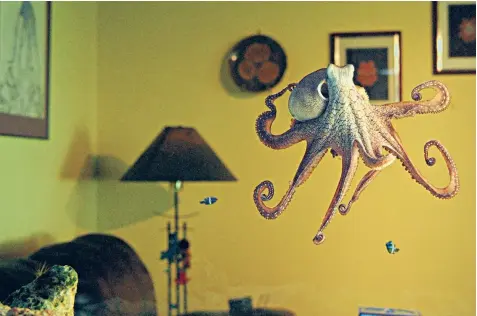  ??  ?? Marine biologist David Scheel put a salt-water tank in the living room for Heidi the octopus