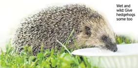  ??  ?? Wet and wild: Give hedgehogs some too
