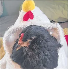  ?? SUBMITTED PHOTO ?? Peepers returned to her Rustico home on Saturday afternoon, had lunch and then disappeare­d when she was let outside again. The one-year-old black hen is the pet of Kim Gallant.