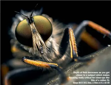  ?? ?? Depth of field decreases as you get closer to a subject which makes focusing really critical for close-ups like this of a robber fly Olympus OM-D E-M1X, 60mm, 1/250sec at f/6.3, ISO 200