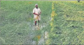  ?? HT FILE ?? A farmer examines the flattened wheat crop in Amritsar.