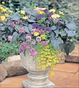  ?? GARDENS] [PROVEN WINNERS] [WALTERS ?? LEFT: In a decorative urn, Black Heart sweet potato vine provides a stunning contrast to pastel flowers and foliage.
BELOW LEFT: Whether you call them bronze, purple or simply dark green, the leaves of Britt-marie Crawford ligularia create garden excitement.