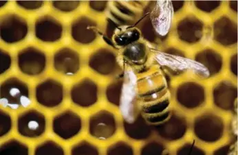  ?? ANDY DUBACK/THE ASSOCIATED PRESS FILE PHOTO ?? Alberta, Canada’s top honey producer, produced 19.4 million kilograms this year, up 20.4 per cent from 2014.