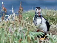  ??  ?? 2 Catch of the Day by
Kay O’Hanlon By not cropping in too tight Kay has created a great image that shows the puffin in its natural habitat. 2