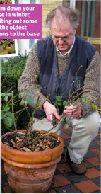  ??  ?? Trim down your rose in winter, cu ing out some of the oldest stems to the base