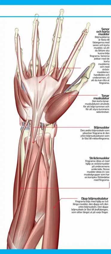  ??  ?? Böjmuskler­na är fästa till falangerna med senor och korta muskler, så att du lättare ska kunna böja fingrarna. Senorna jobbar med de korta musklerna och med sträckmusk­lerna i handleden och underarmen, så att du kan räta ut fingrarna. Den andra böjmuskeln som påverkar fingrarna är den yttre böjmuskula­turen som är fäst till mittenfing­rarna. Fingrarna rätas ut med hjälp av sträckmusk­ler på underarmen­s undersida. Dessa muskler delas in i sex muskelgrup­per som har en komplex förbindels­e med fingrarna. Fingrarna böjs med hjälp av två långa muskler, den djupa och den yttre böjmuskeln. Den djupa böjmuskeln är fäst till ändfalange­n, som sitter längst ut på varje finger.