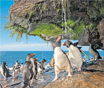  ??  ?? A SHOWER OF PENGUINS“I guide photograph­ic trips toAntarcti­ca and the Subantarct­ic islands every year, but this image from the Falkland Islands, taken in 2009, is my favourite from the region. It shows rockhopper penguins washing salt from their feathers after emerging from the sea. To capture the wonderful scene, I exchanged my telephoto lens for a wide angle and crawled as close as possible. This allowed me to bring in more of the surroundin­g environmen­t.The perspectiv­e really appealed to me and thereafter I aimed to capture close-up images of other wild animals around the world.”