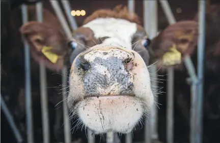  ?? JONATHAN NACKSTRAND/AFP/GETTY IMAGES FILES ?? The Montreal Economic Institute proposes dismantlin­g the supply management system between the dairy and softwood lumber trade in Canada and the U.S. It says squeezing some protection­ism out of both industries would be good for the economy.