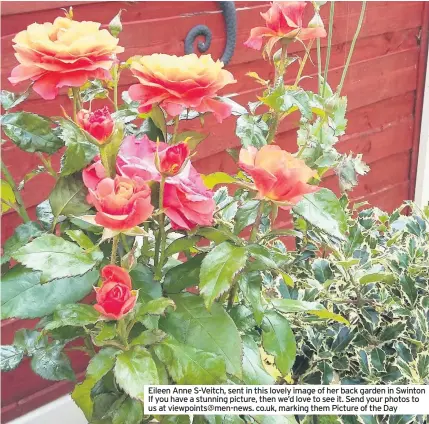  ??  ?? Eileen Anne S-Veitch, sent in this lovely image of her back garden in Swinton If you have a stunning picture, then we’d love to see it. Send your photos to us at viewpoints@men-news. co.uk, marking them Picture of the Day