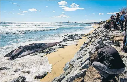  ?? PEDRO CATENA ?? El cuerpo de la ballena quedó varado en la playa frente a la estación de Montsolís