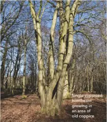  ??  ?? Single coppiced hornbeam growing in an area of old coppice