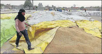  ?? SANJEEV KUMAR/HT ?? A worker covering wheat to save it from rain at the Bathinda grain market on Thursday.