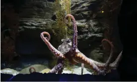  ?? Photograph: Robert Cianflone/Getty Images ?? The octopuses may hit each other with projectile­s as an assertion of personal space, it has been suggested.