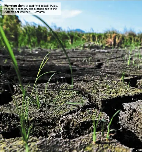  ?? — bernama ?? Worrying sight: a padi field in balik Pulau, Penang, is seen dry and cracked due to the extreme hot weather.