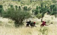  ??  ?? Poachers usually work in gangs of three – a marksman, a navigator and a porter – as shown in this re-enactment by rangers and police. There may be a dozen gangs operating simultaneo­usly in Kruger The poachers