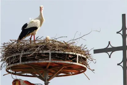  ??  ?? Das Grimolzhau­ser Männchen schaut interessie­rt aus dem Nest, während seine Partnerin brütet. Fünf Storchenpa­are gibt es im Landkreis.