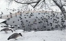  ?? FOTO: DPA ?? Lang anhaltende kalte Temperatur­en machen die Nahrungssu­che für Wasservöge­l manchmal schwierig. Brot ist aber ungesund.