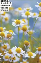  ??  ?? A patch of camomile will add interest