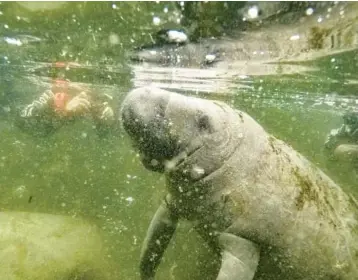  ?? COURTESY ?? A manatee rises to the surface for air while people on a manatee tour float nearby in March 2015 in Crystal River.