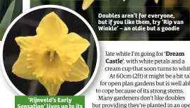  ??  ?? ‘Rijnveld’s Early Sensation’ lives up to its name, being one of the first daffodils to flower Doubles aren’t for everyone, but if you like them, try ‘Rip van Winkle’ – an oldie but a goodie