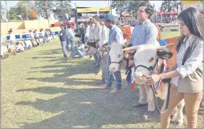  ??  ?? Ganados vacunos y menores en formación en el acto de inauguraci­ón de la Exposición Nacional de Ganadería.