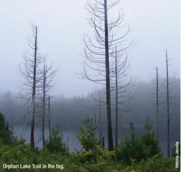  ??  ?? Orphan Lake Trail in the fog.