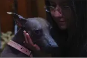  ?? ?? Itzayani Gutierrez caresses her Xoloitzcui­ntle breed dog Pilon.