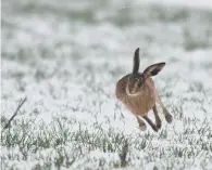  ?? RICHARD MURRAY ?? Winter Runner by Richard Murray