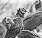  ?? John Davenport / Staff file photo ?? Vultures at the San Antonio Zoo sit on a fence. Roughly 300 of the birds have taken over a Border Patrol radio tower.