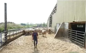  ??  ?? The Sheards raise some 3,500 cattle and grow 570 hectares of soybeans, corn, wheat and alfalfa at Sunnymead, just north of the Brampton city limits.