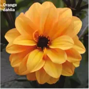  ?? ?? Orange dahlia