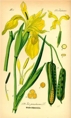  ??  ?? Den meterhöga svärdslilj­an, Iris pseudoacor­is, som växer i våtmarker är ingen lilja utan tillhör familjen irisväxter.