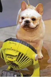  ?? Melissa Phillip / Houston Chronicle ?? A French bulldog named Bang Bang cools off in front of a portable fan between competitio­ns Thursday at the Houston World Series of Dog Shows at NRG Park.