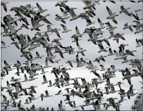  ?? ELAINE THOMPSON — THE ASSOCIATED PRESS FILE ?? Thousands of snow geese take flight over a farm field at their winter grounds, in the Skagit Valley near Conway, Wash. The Biden administra­tion on has delayed a rule finalized in President Donald Trump’s last days in office that would have drasticall­y weakened the government’s enforcemen­t powers under a century-old law protecting most American wild birds.