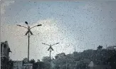  ?? AP ?? Locusts seen over Ajmer in this May 10 photo.