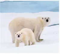  ??  ?? Above the Arctic Circle, Sweden’s Lapland region unfolds with pristine snowdrifts, endless forests and vast stretches of wilderness that are home to hundreds of polar bears!