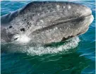  ??  ?? La ballena gris puede vivir 60 años.