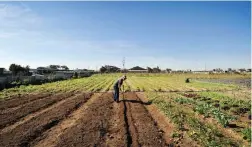  ?? PICTURE: HENK KRUGER/AFRICAN NEWS AGENCY (ANA) ?? FOOD SECURITY: Brian Joffin grows vegetables in Philippi. The Schaapkraa­l Civic and Environmen­tal Associatio­n says there is enough land in Cape Town to address the lack of housing.