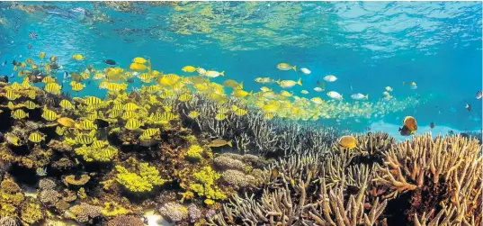  ?? © visitninga­loo.com.au ?? DREAMLAND: Ningaloo Reef is a huge underwater coral garden off Western Australia