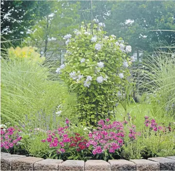  ?? PHOTOS BY THERESA FORTE
FOR TORSTAR ?? This colourful garden bed would be toxic to a curious dog who might chew on plants — pink and red dianthus, lavender, garlic, clematis and oregano are all toxic to dogs.