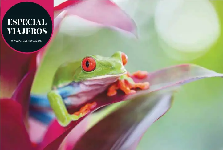  ?? |DREAMSTIME ?? La rana verde de ojos rojos, conocida en Costa Rica como rana calzonuda, es uno de los anfibios que se ha convertido en símbolo de la fauna local.