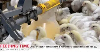  ?? ?? FEEDING TIME
Chicks are seen at a chicken farm in Nurmo town, western Finland on Nov. 22,