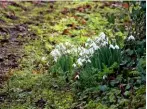  ??  ?? Left to right: Snowdrops light up a woodland walk in February; a blue tit and great tit feast on nuts in a bird feeder; the pale green veins of Hedera helix; pruning roses in winter.