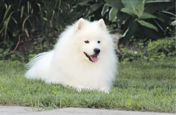  ?? THE CANADIAN PRESS ?? An American Eskimo dog named Inuk from Caledon, Ont., has that elusive “it” factor. Inuk has used it to good effect in the world of canine showing and breeding, where he’s emerged as a consistent top dog at the Westminste­r Kennel Club Dog Show over a...